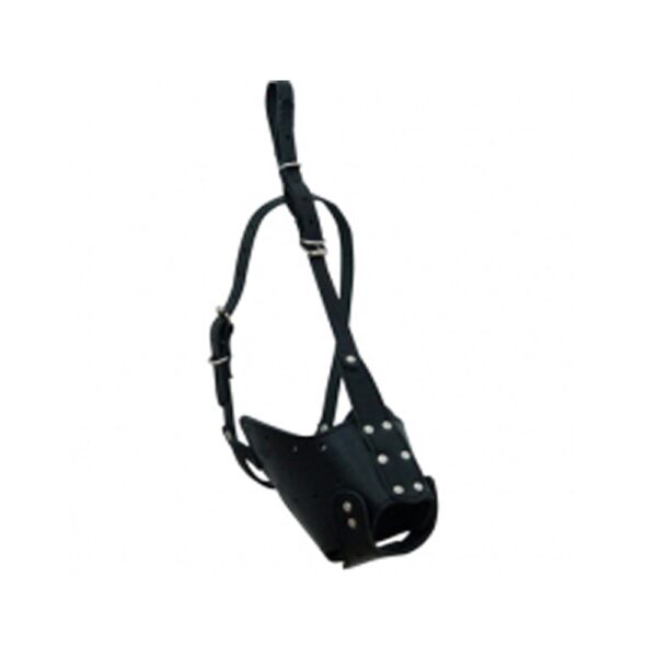 Dog Leash